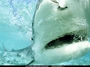 National Geographic Wallpapers SHARK_jpg